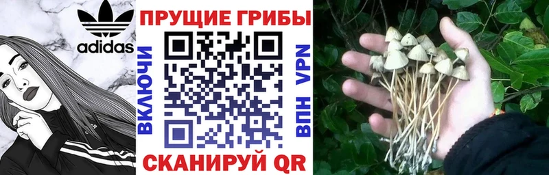 Купить где  Белогорск  Псилоцибиновые грибы Psilocybe 